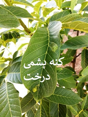 از بین بردن آفات گردو(کنه پشمی/نمدی گردو)